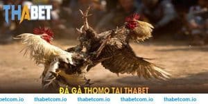 Trực Tiếp Đá Gà Campuchia THABET – Kịch Tính Từng Giây