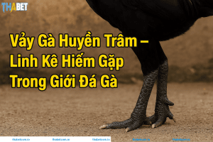 Vảy Gà Huyền Trâm THABET – Linh Kê Hiếm Gặp Trong Giới Đá Gà